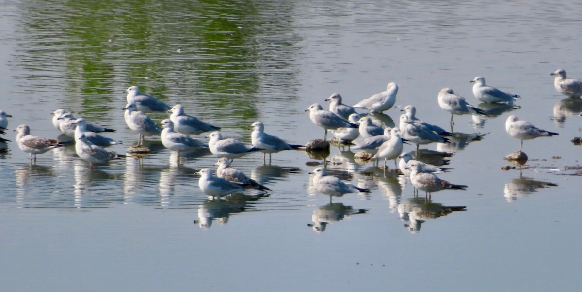 Ring-billed Gull - ML623575978