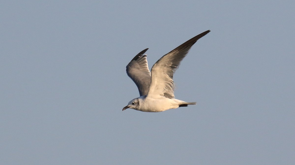 Mouette atricille - ML623575985