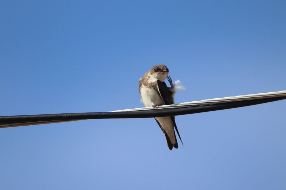 Bank Swallow - ML623576055