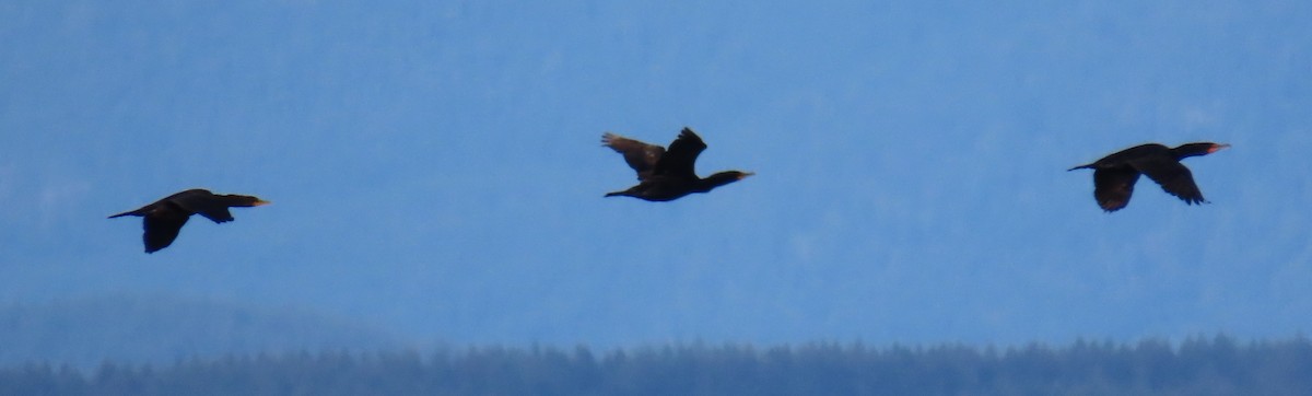 Double-crested Cormorant - ML623576061