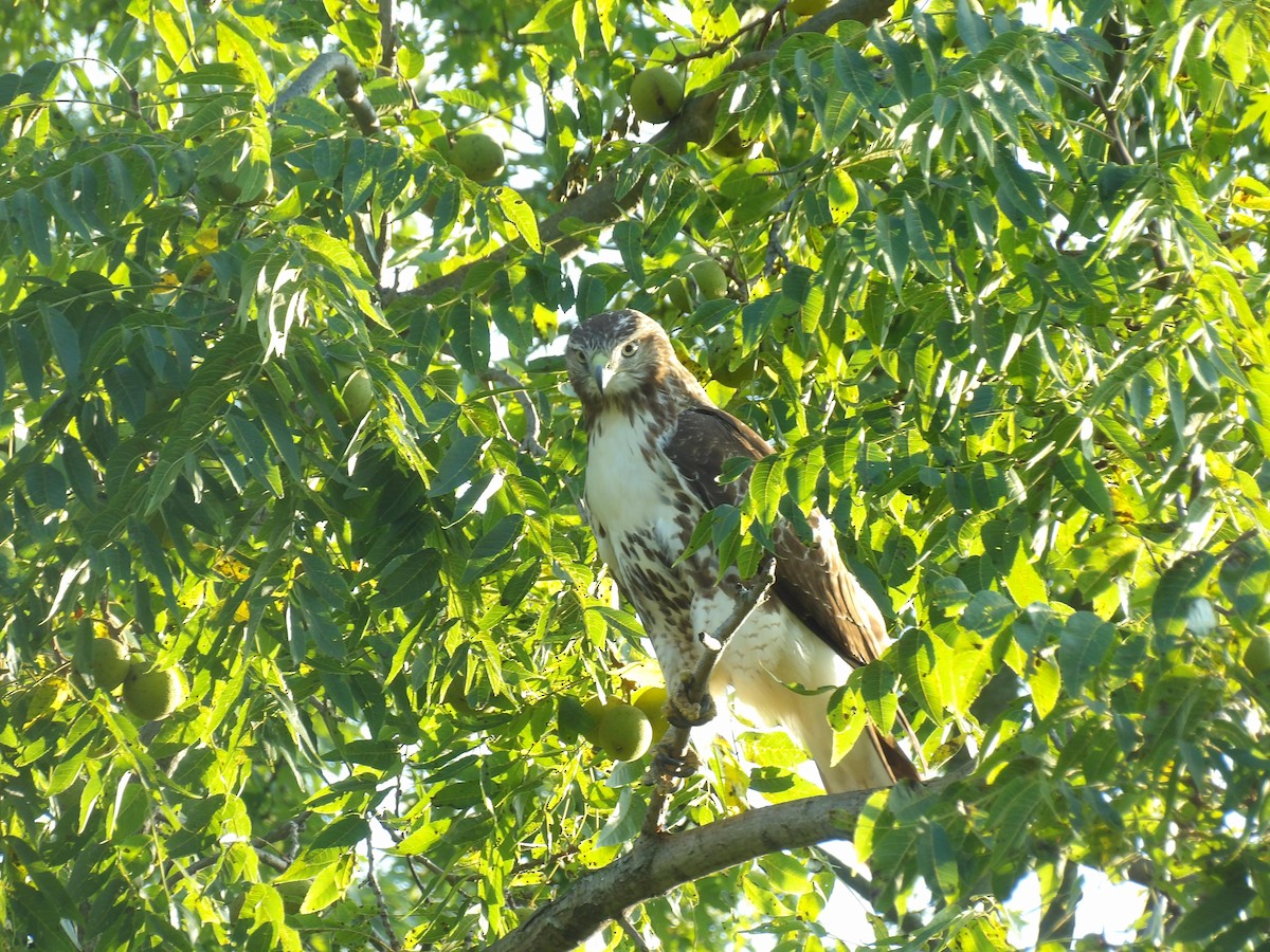 Red-tailed Hawk - Victor Ferreira