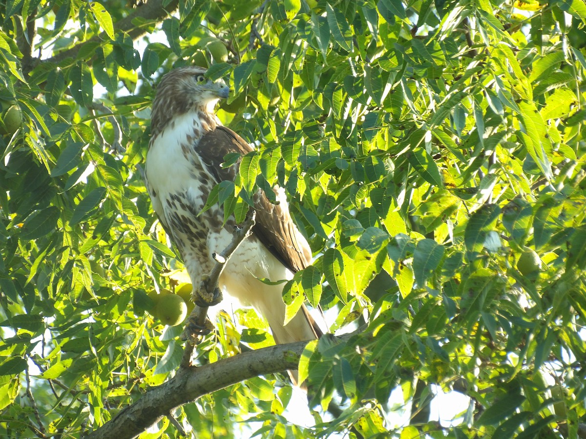 Red-tailed Hawk - ML623576064