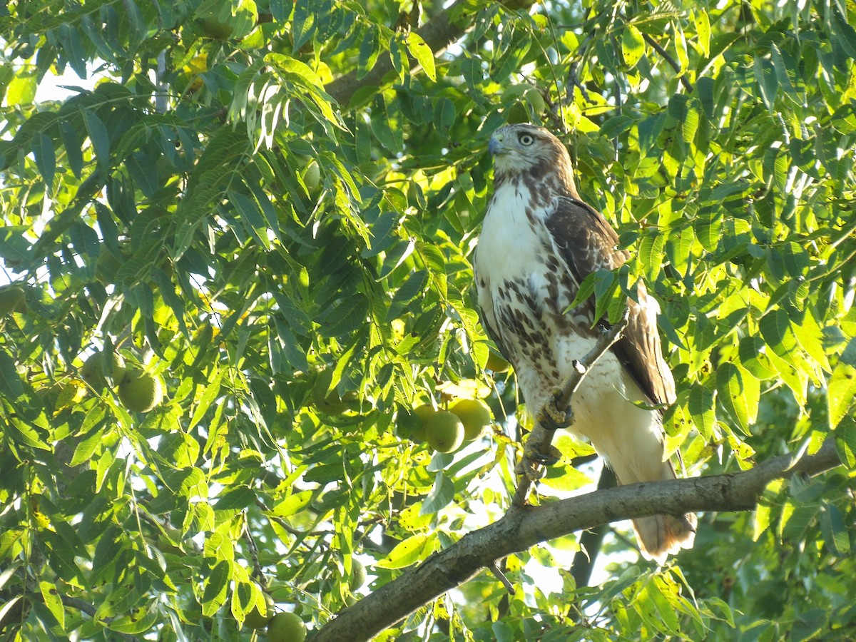 Red-tailed Hawk - ML623576065