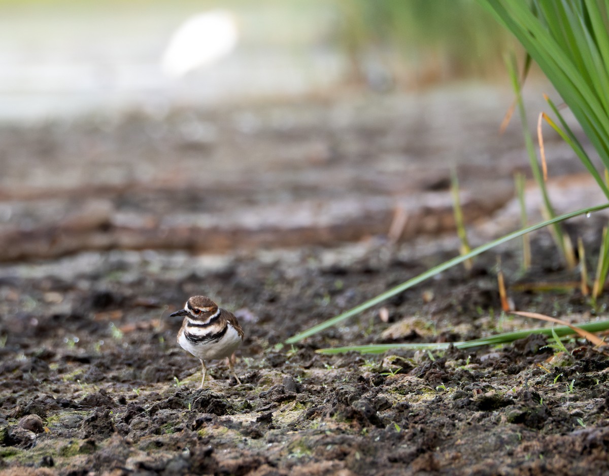 Killdeer - Simon Rothman