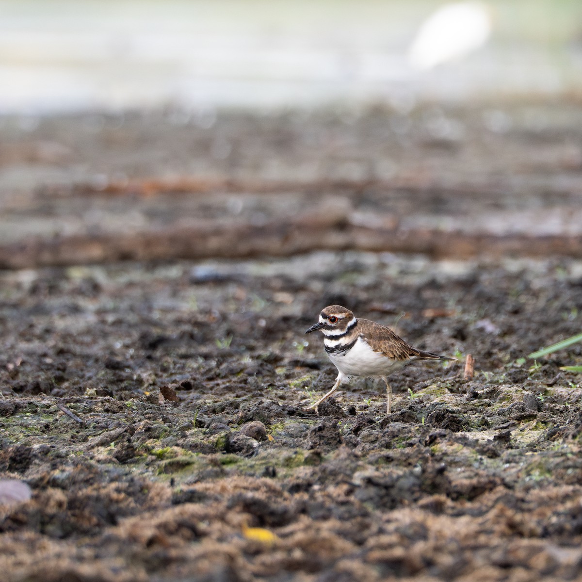 Killdeer - Simon Rothman