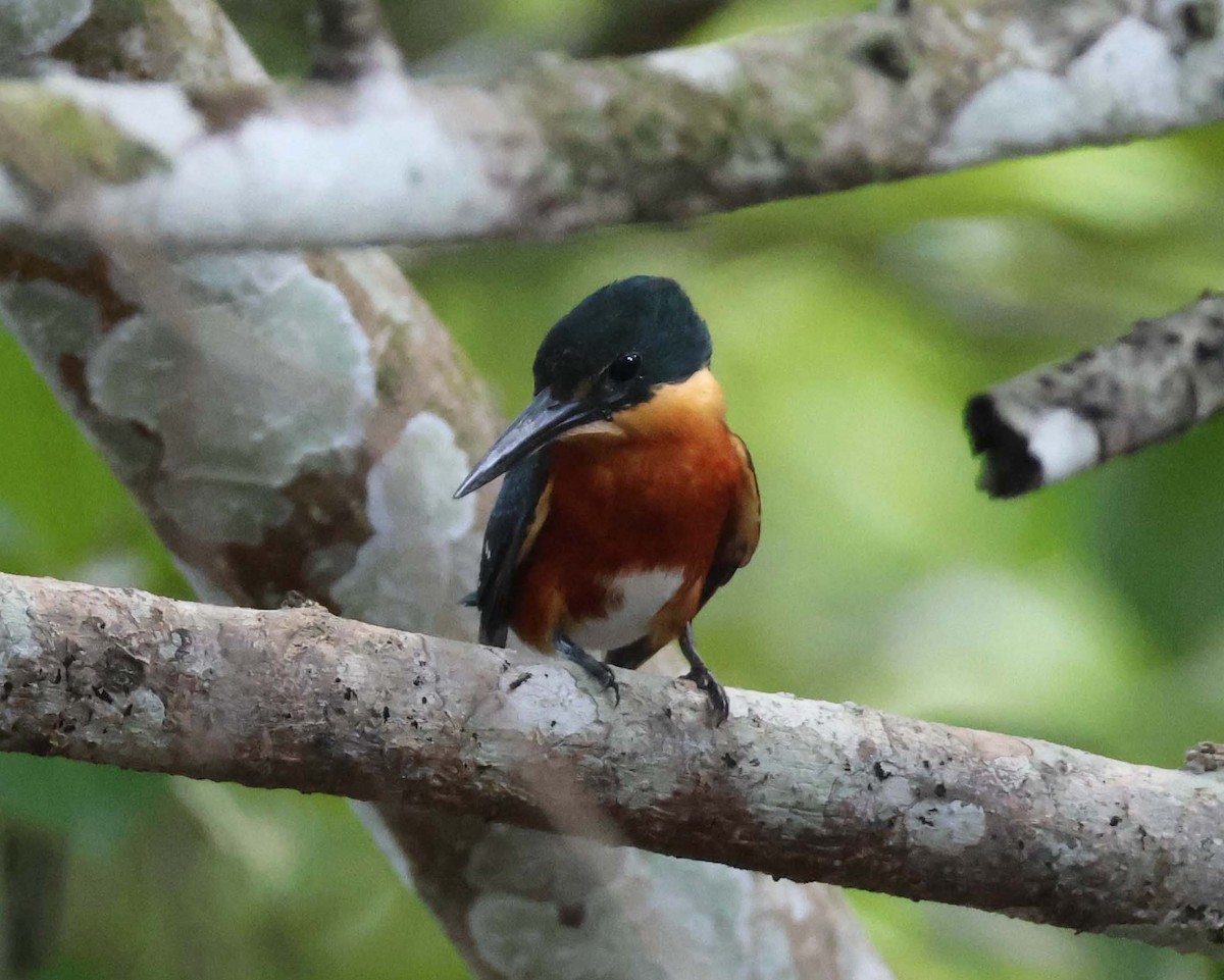 American Pygmy Kingfisher - ML623576089