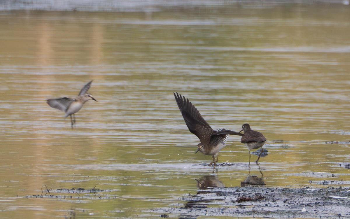 Solitary Sandpiper - ML623576090