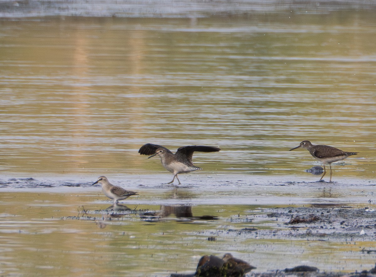 Solitary Sandpiper - ML623576091