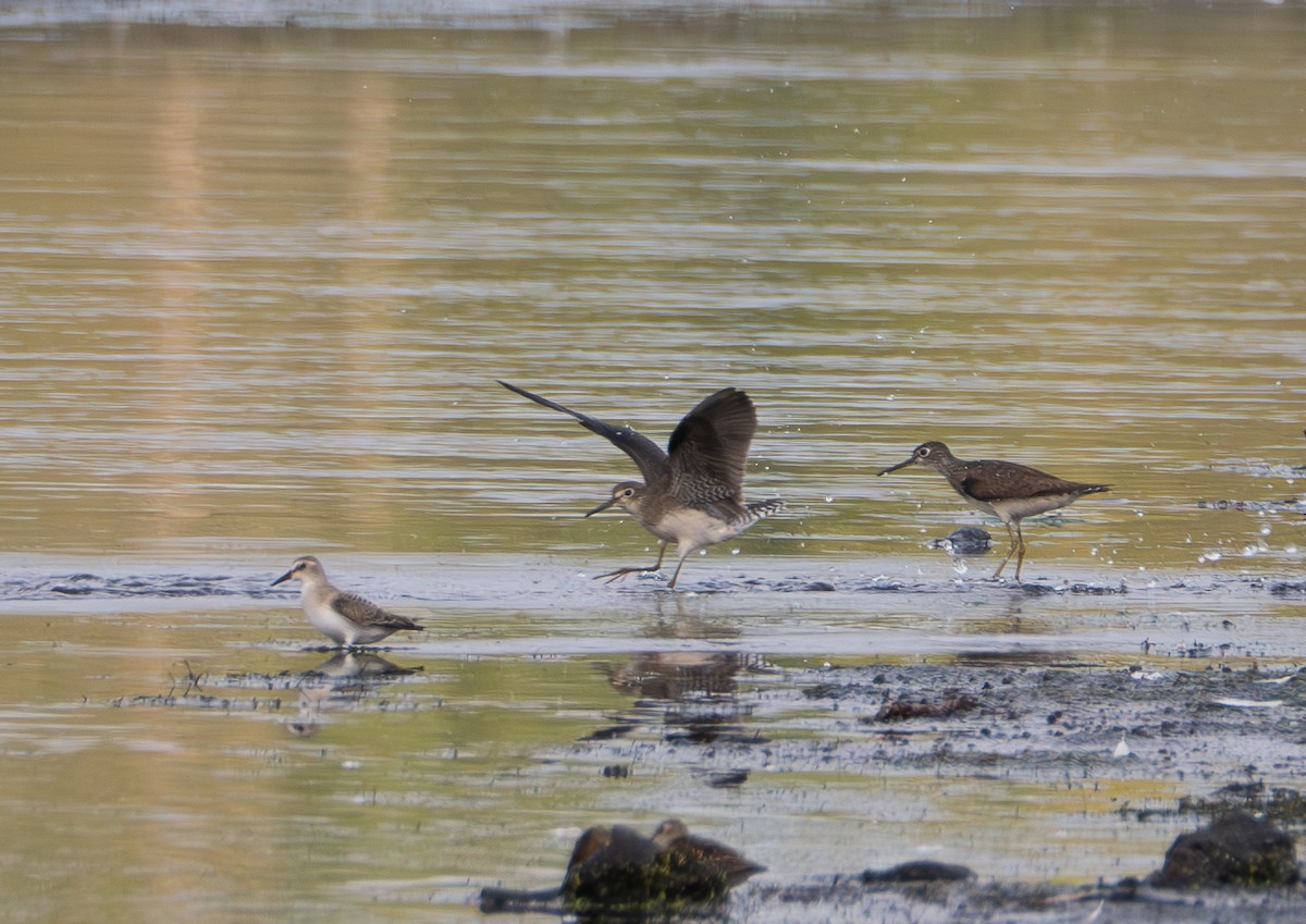 Solitary Sandpiper - ML623576092