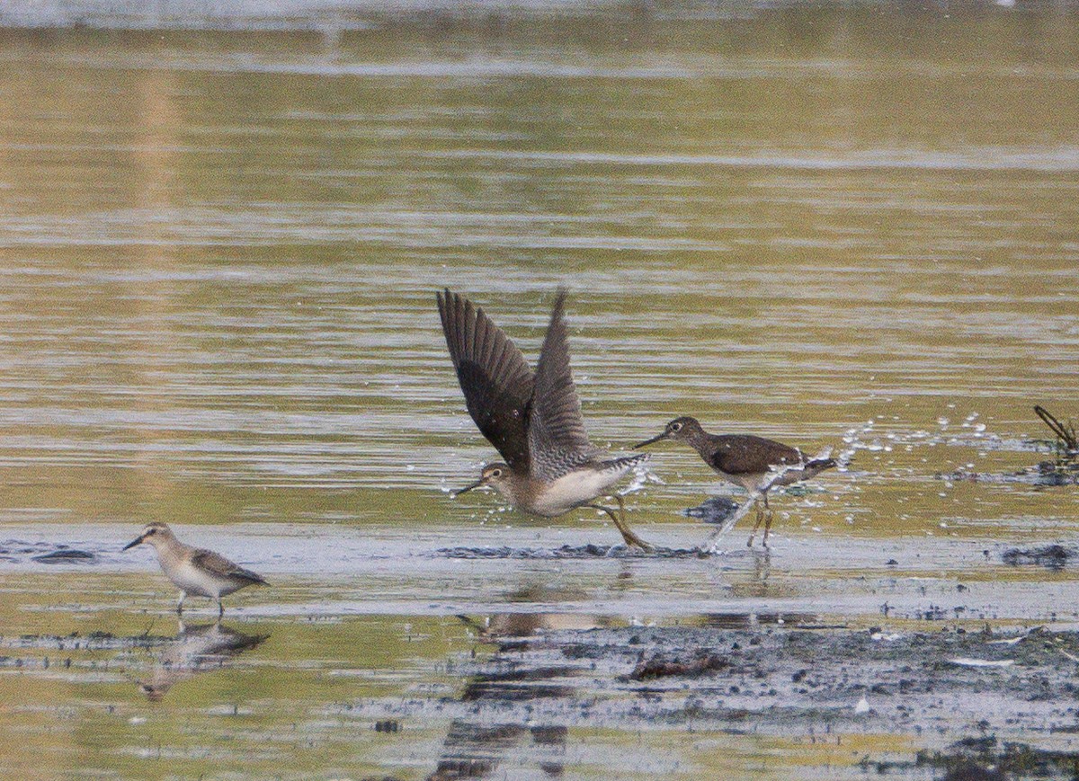 Solitary Sandpiper - Simon Rothman