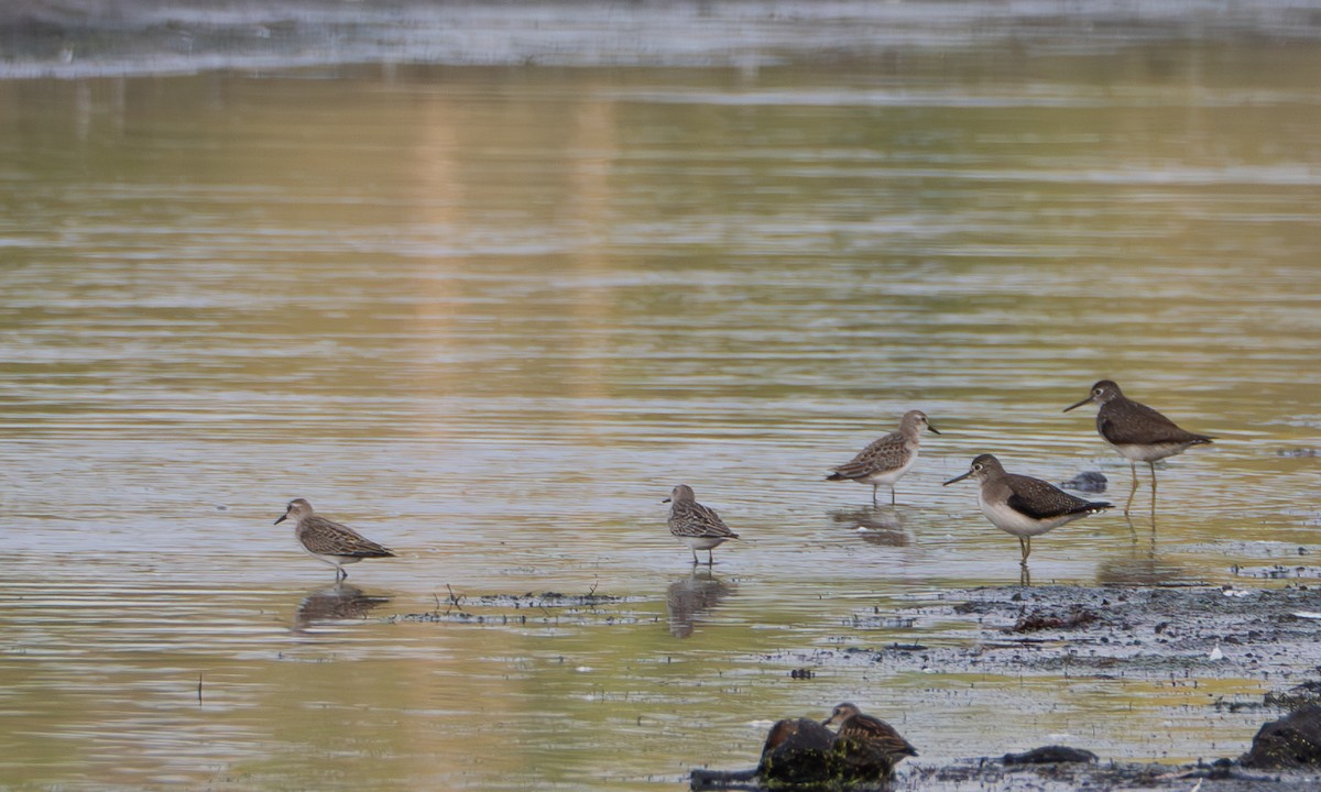 Solitary Sandpiper - ML623576094