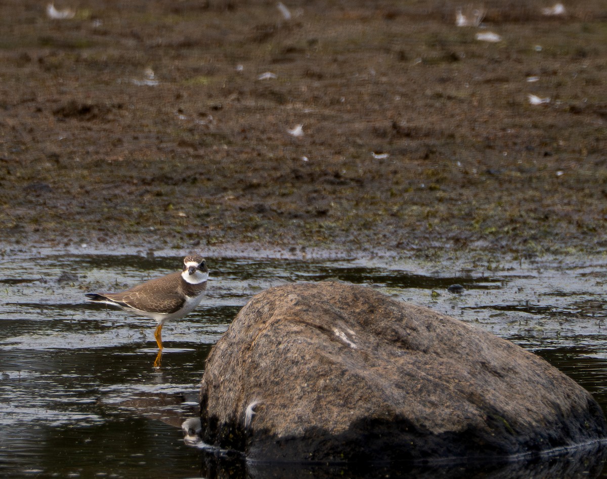 Semipalmated Plover - ML623576108