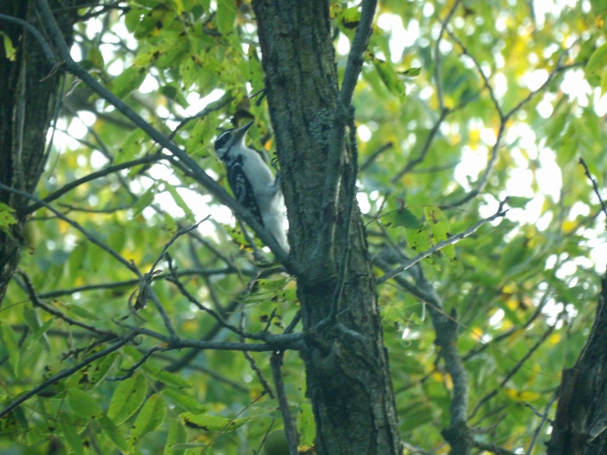 Hairy Woodpecker - ML623576131