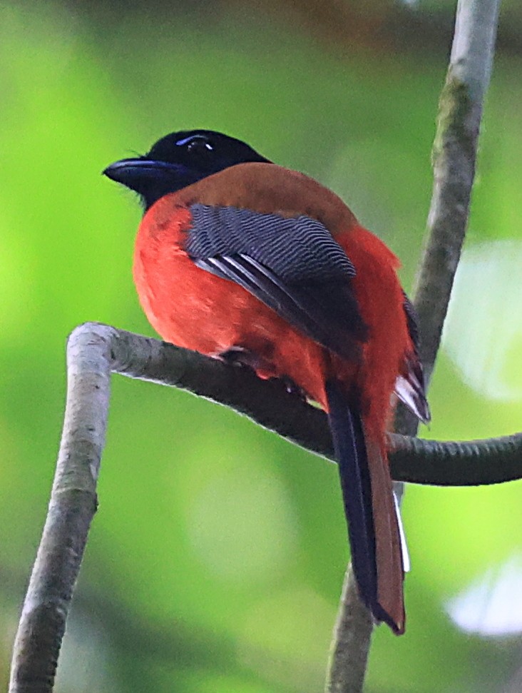 Rotbürzeltrogon - ML623576203