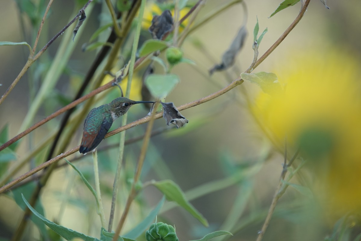 Allen's Hummingbird - Lisa Morehouse