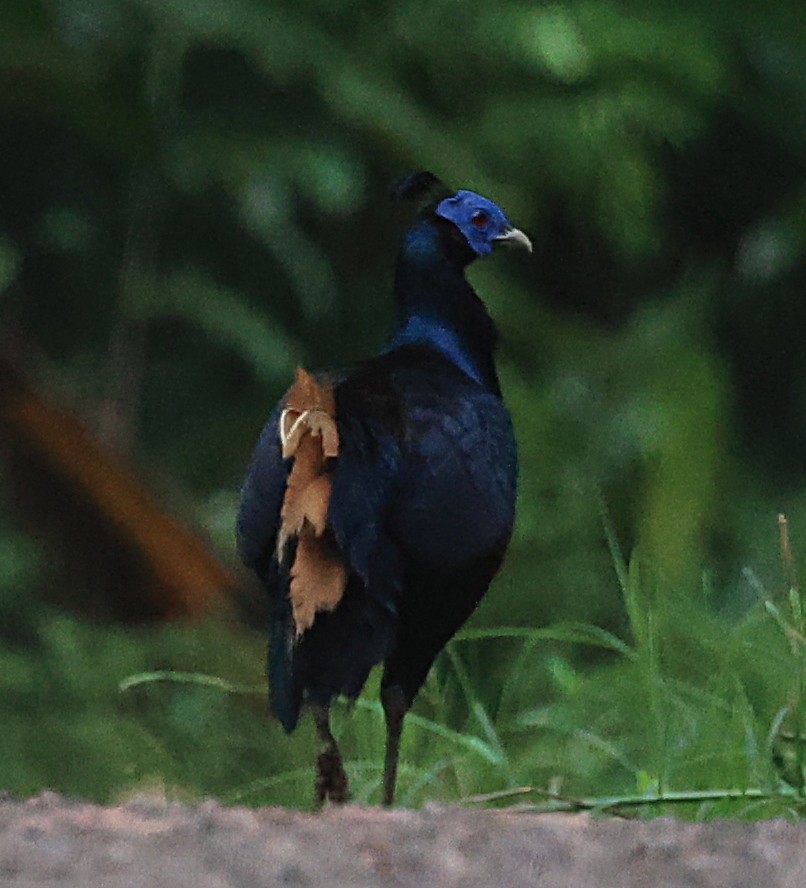 Bornean Crested Fireback - ML623576225