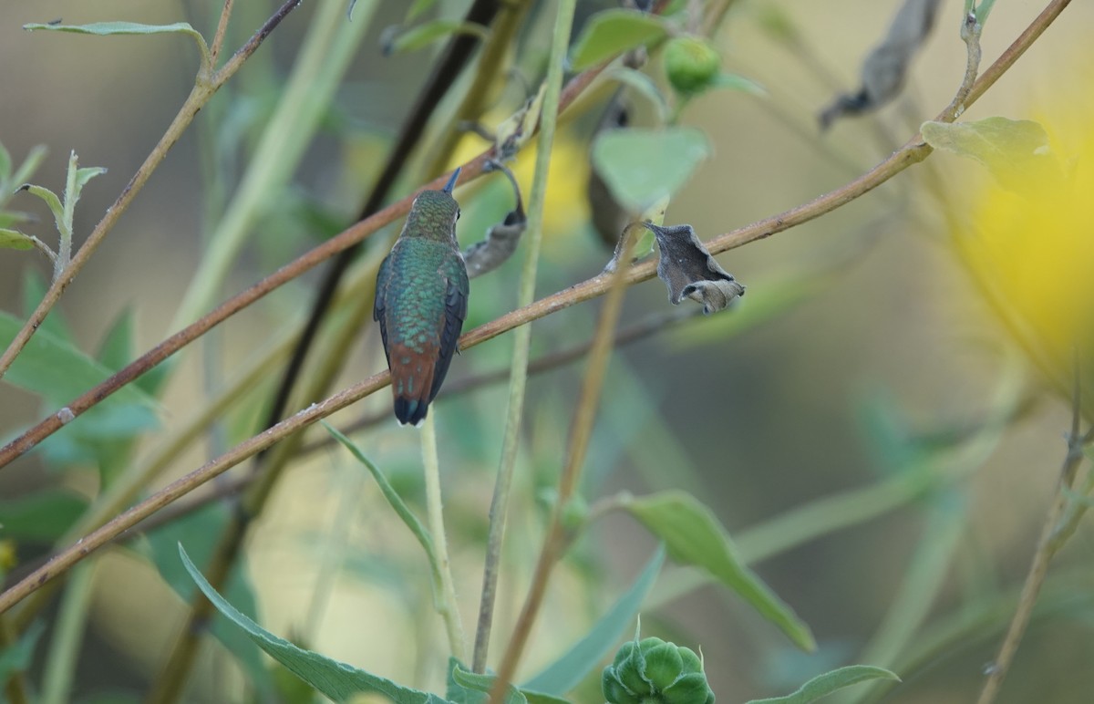 Allen's Hummingbird - ML623576231