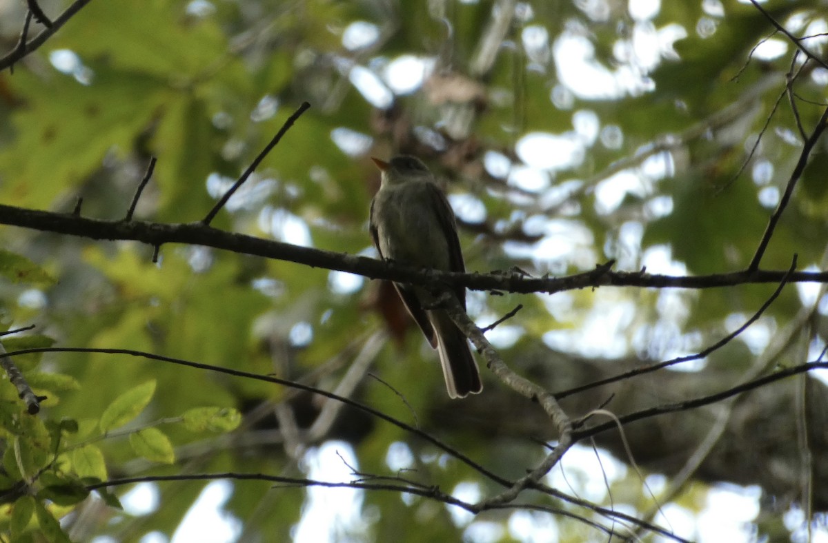 Eastern Wood-Pewee - ML623576281