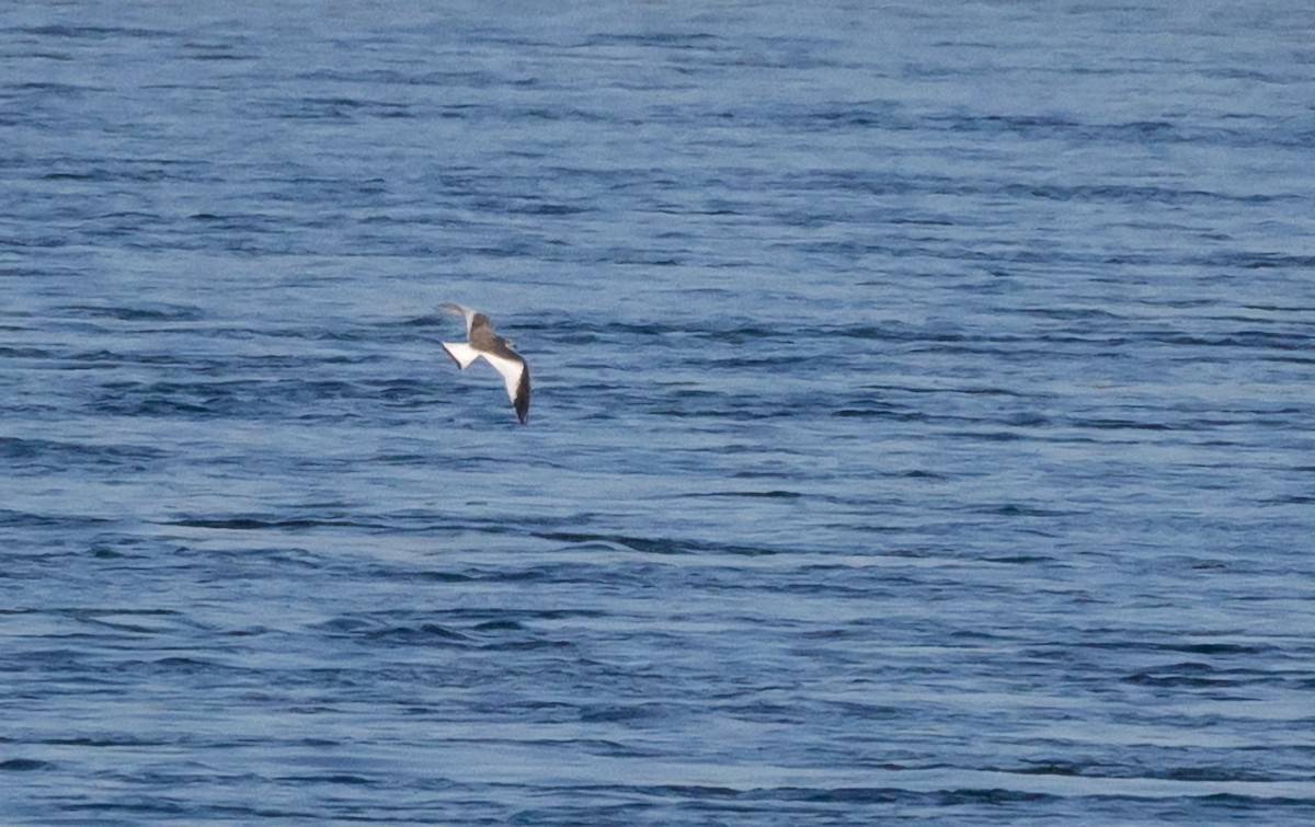 Sabine's Gull - ML623576324