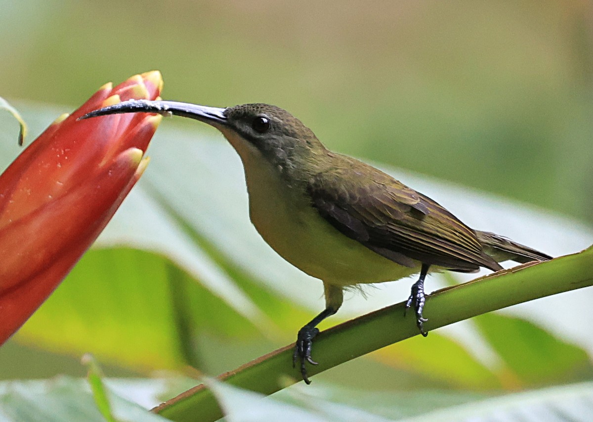 Little Spiderhunter - ML623576333