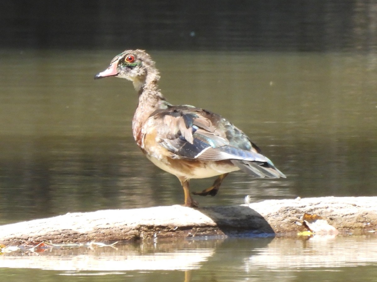 Wood Duck - ML623576378