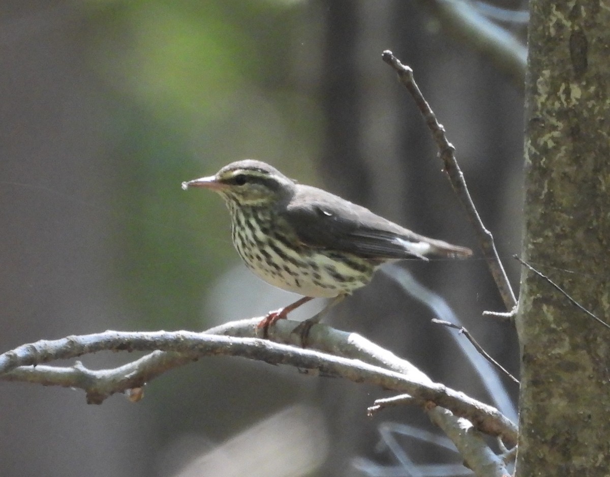 Northern Waterthrush - ML623576385