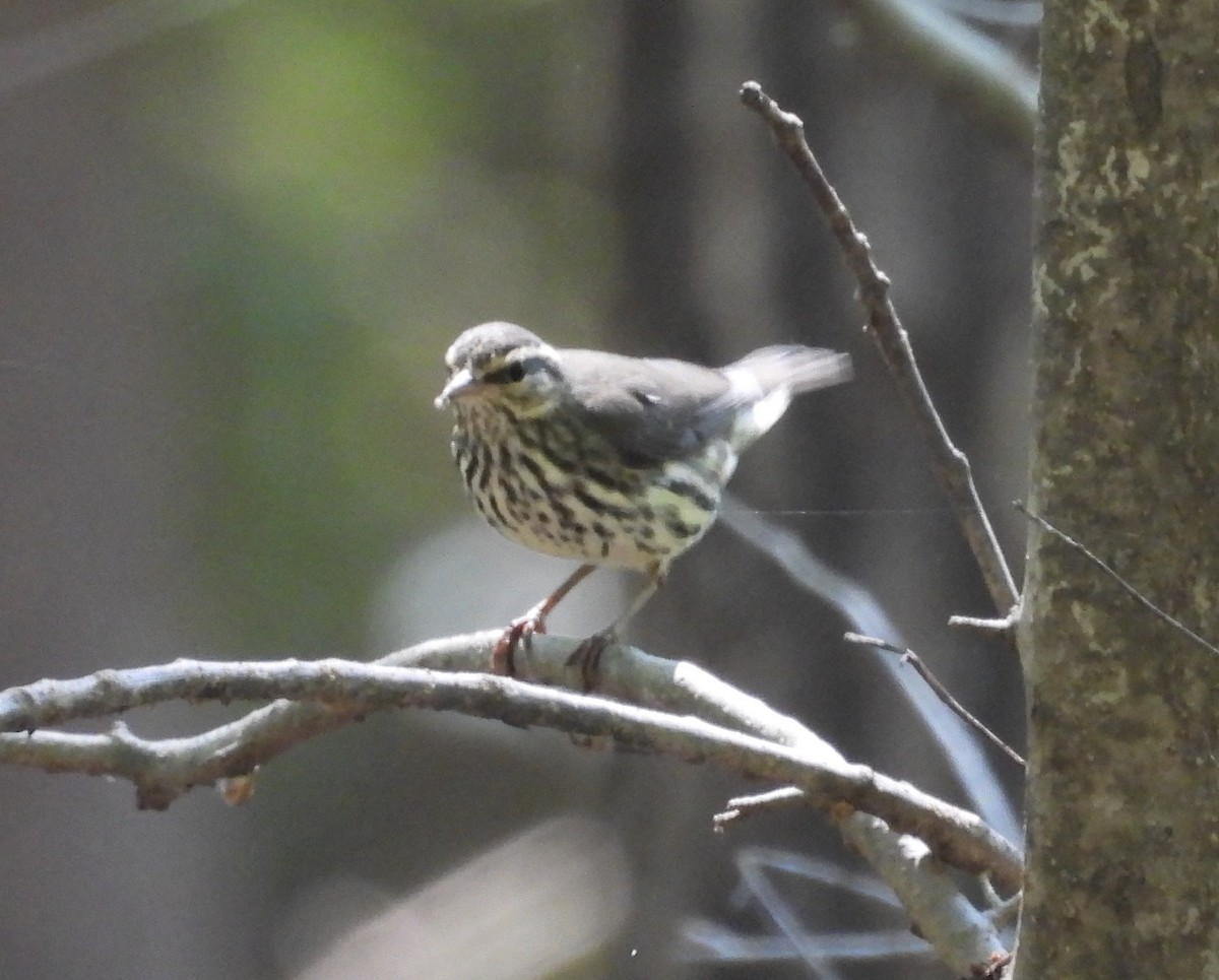 Northern Waterthrush - ML623576386