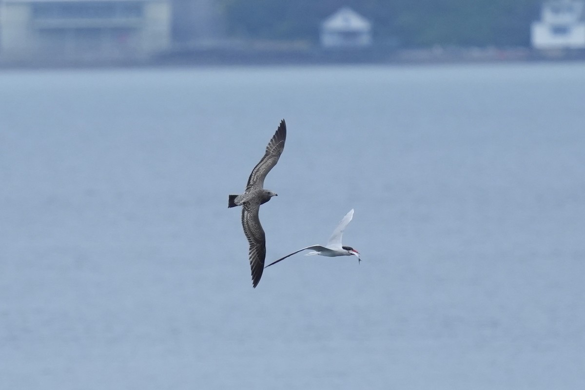 California Gull - ML623576391