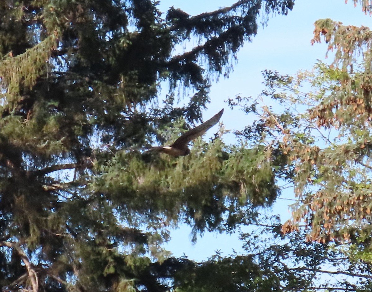 Northern Harrier - ML623576401