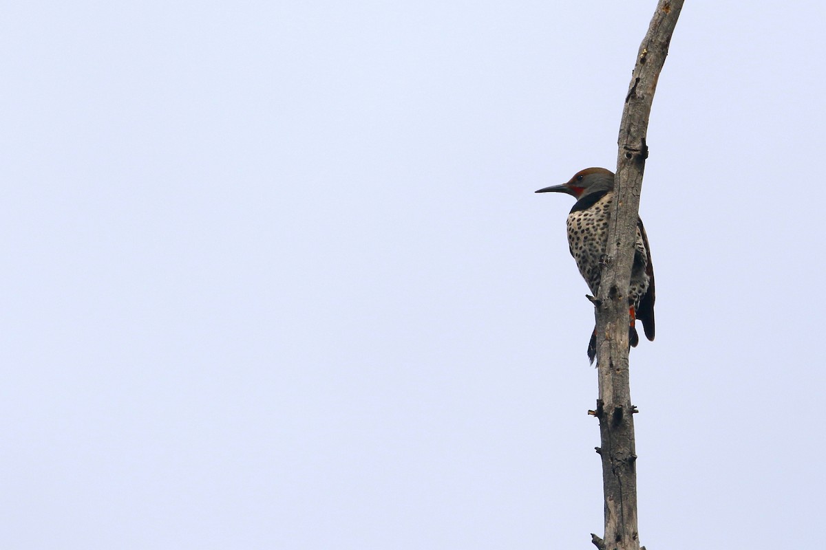 Northern Flicker - ML623576419