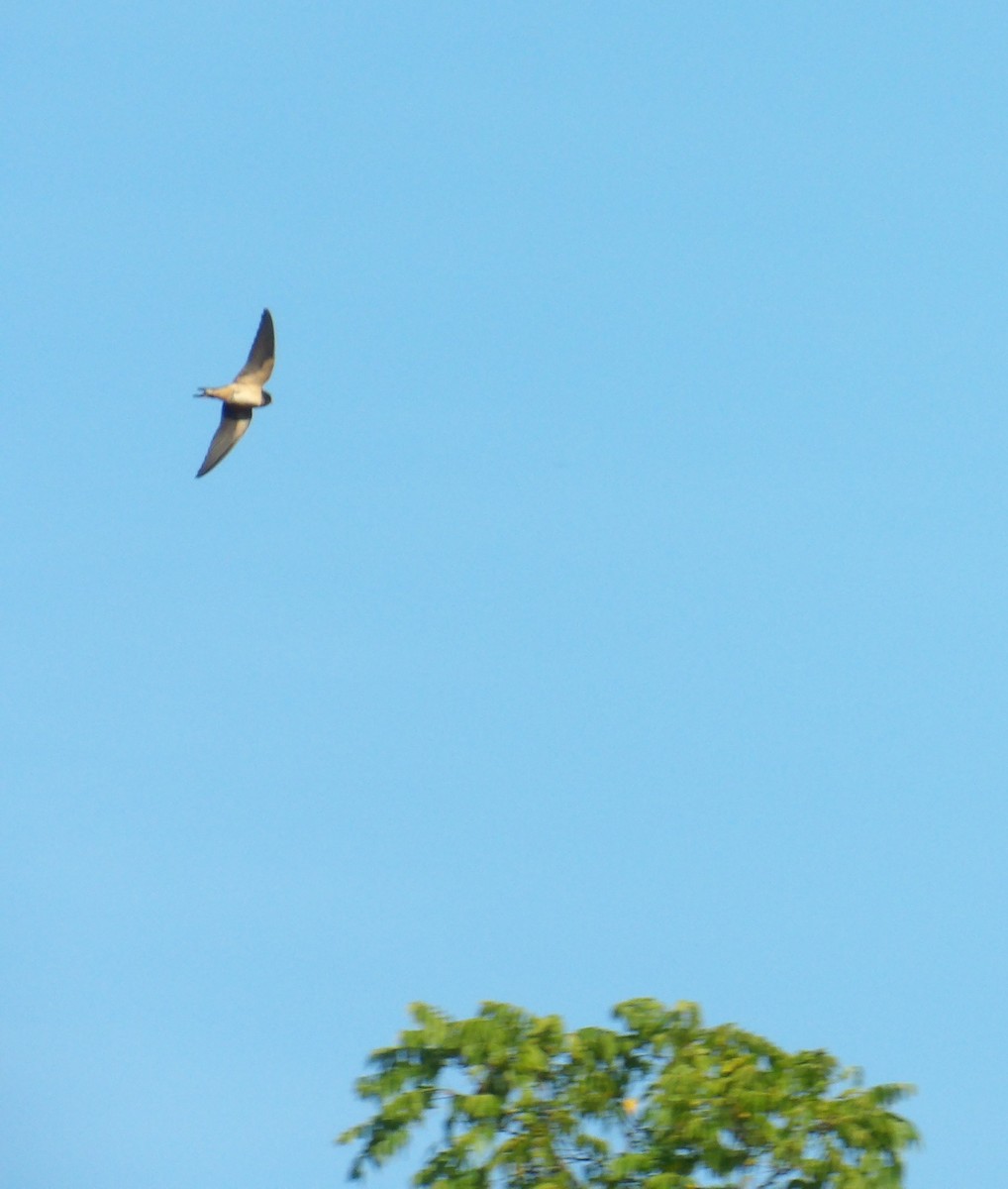 Barn Swallow - ML623576422