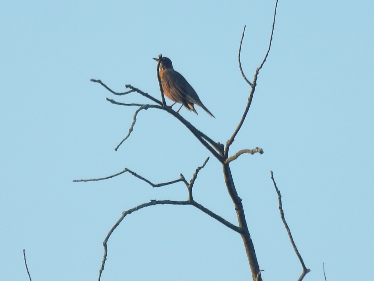 American Robin - ML623576429