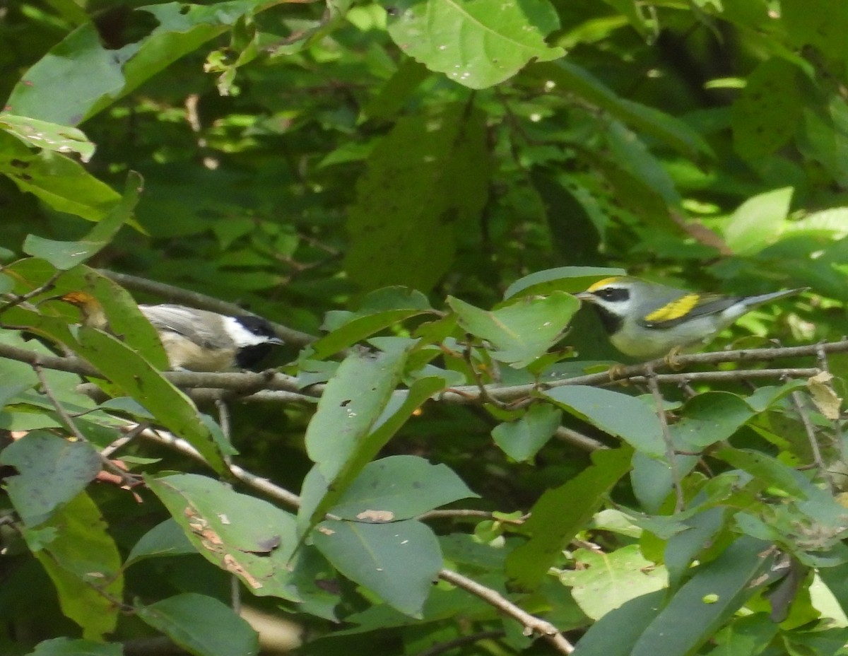 Golden-winged Warbler - ML623576441