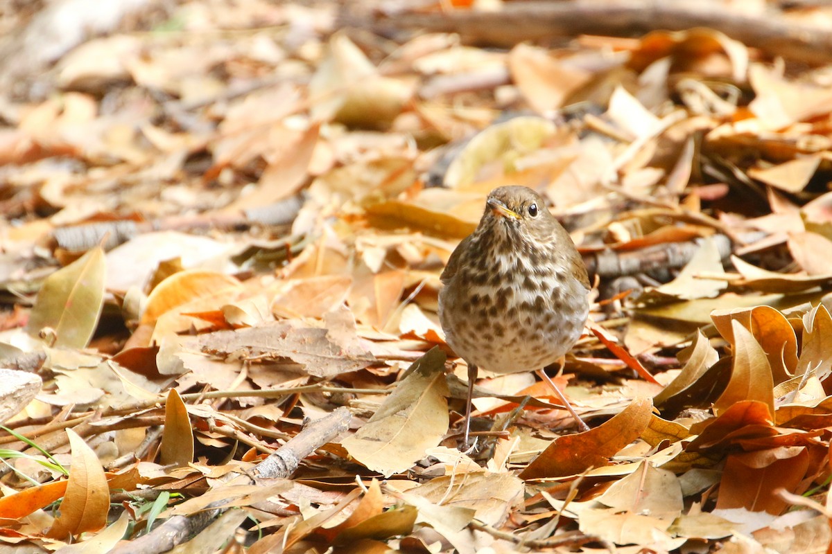 Hermit Thrush - ML623576444