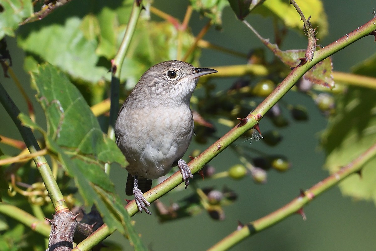 House Wren - ML623576447