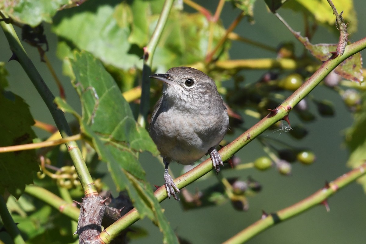 House Wren - ML623576448