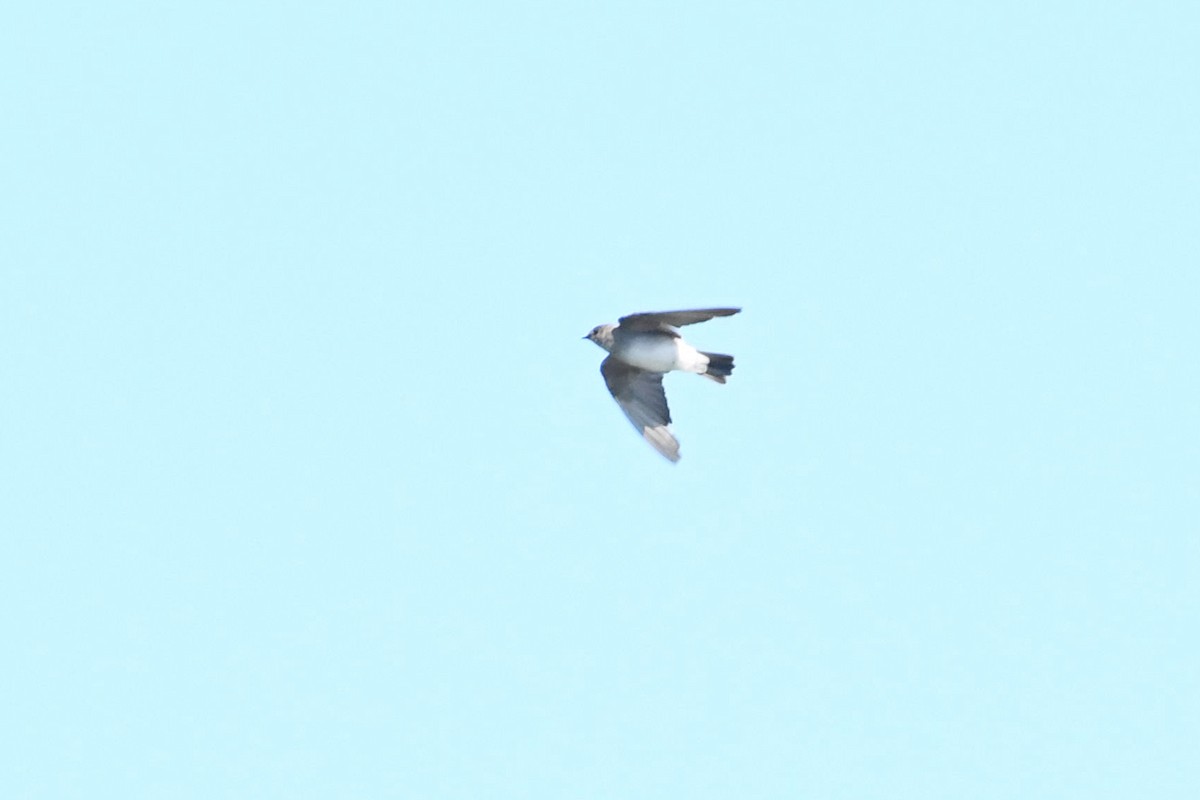 Northern Rough-winged Swallow - ML623576452