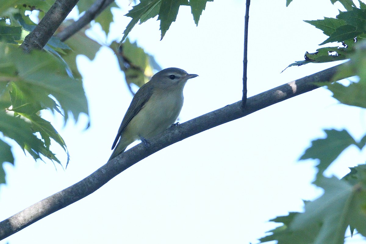 Warbling Vireo - ML623576456