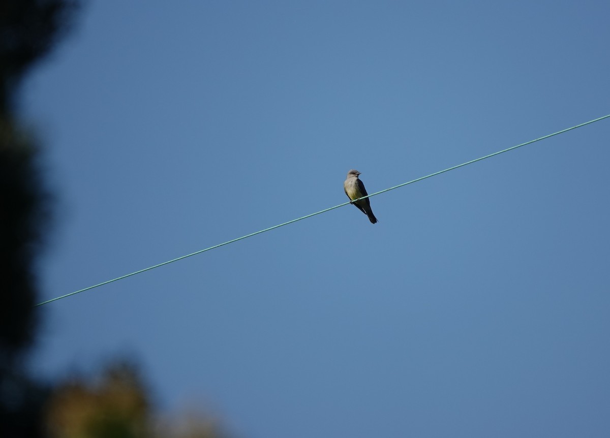 Cassin's Kingbird - ML623576467