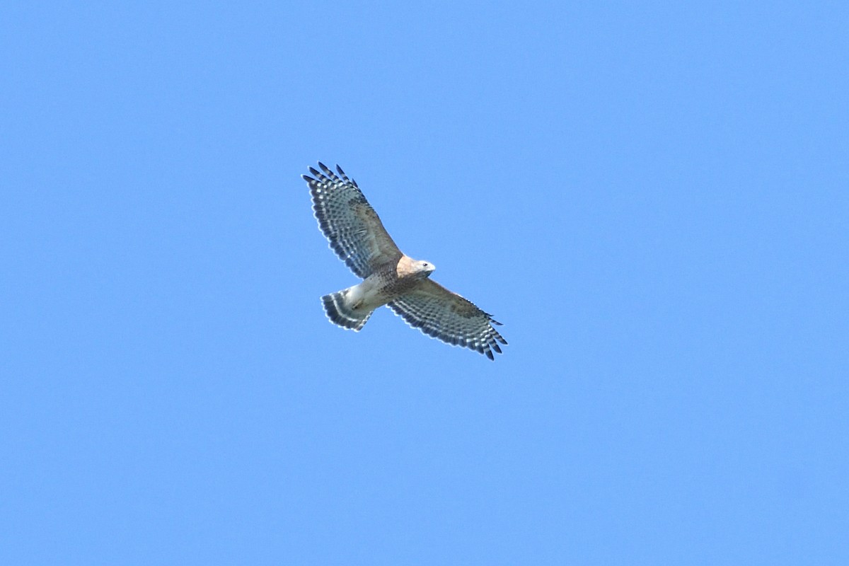 Red-shouldered Hawk - ML623576468