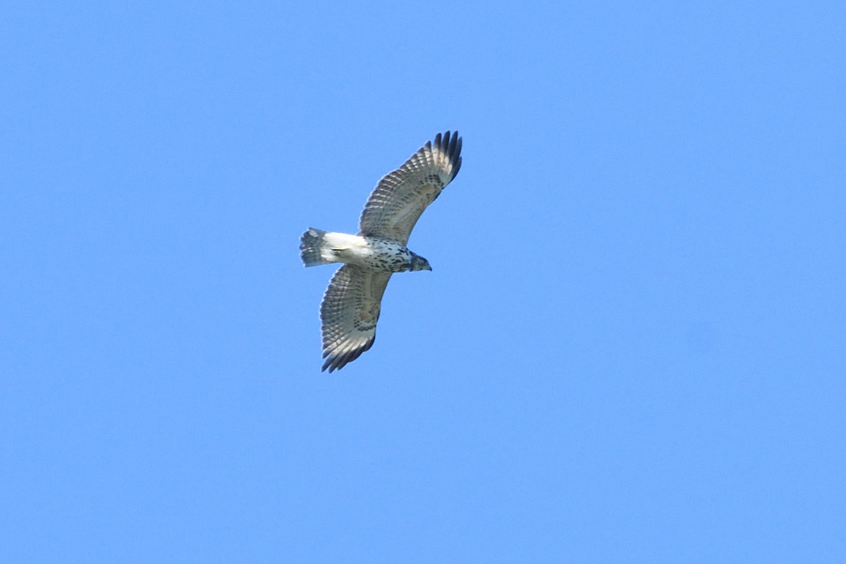 Red-shouldered Hawk - ML623576469