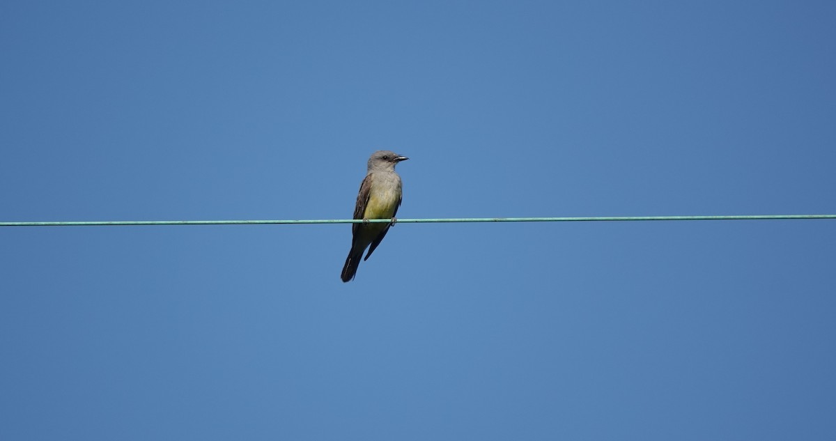 Cassin's Kingbird - Lisa Morehouse