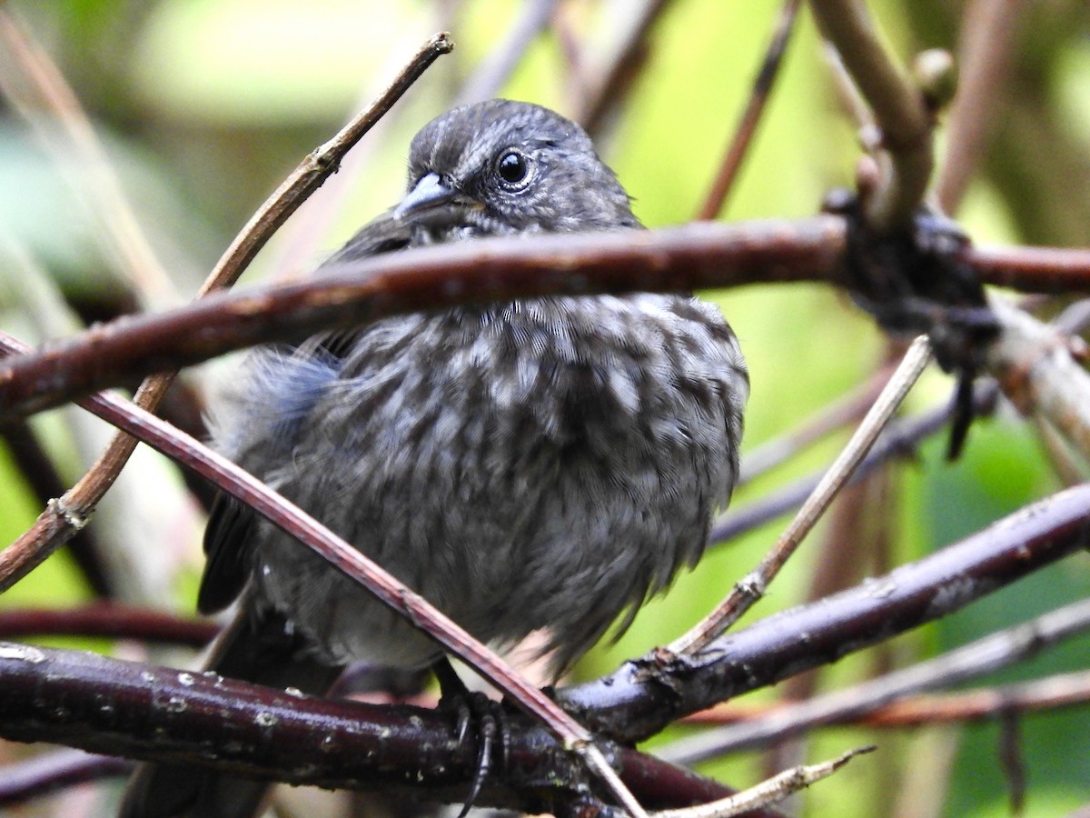 Song Sparrow - Dan Bilderback