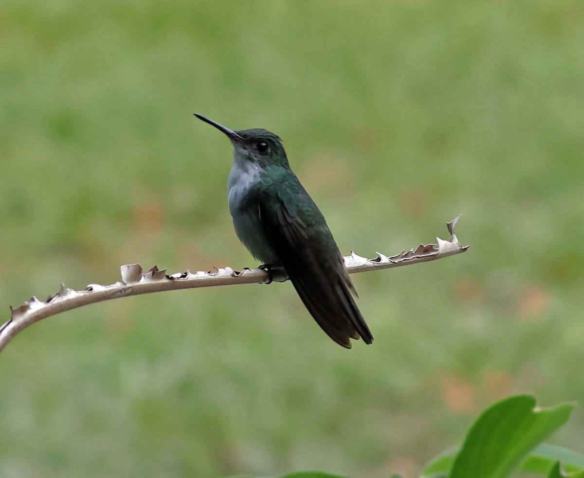 White-bellied Emerald - wr fortner