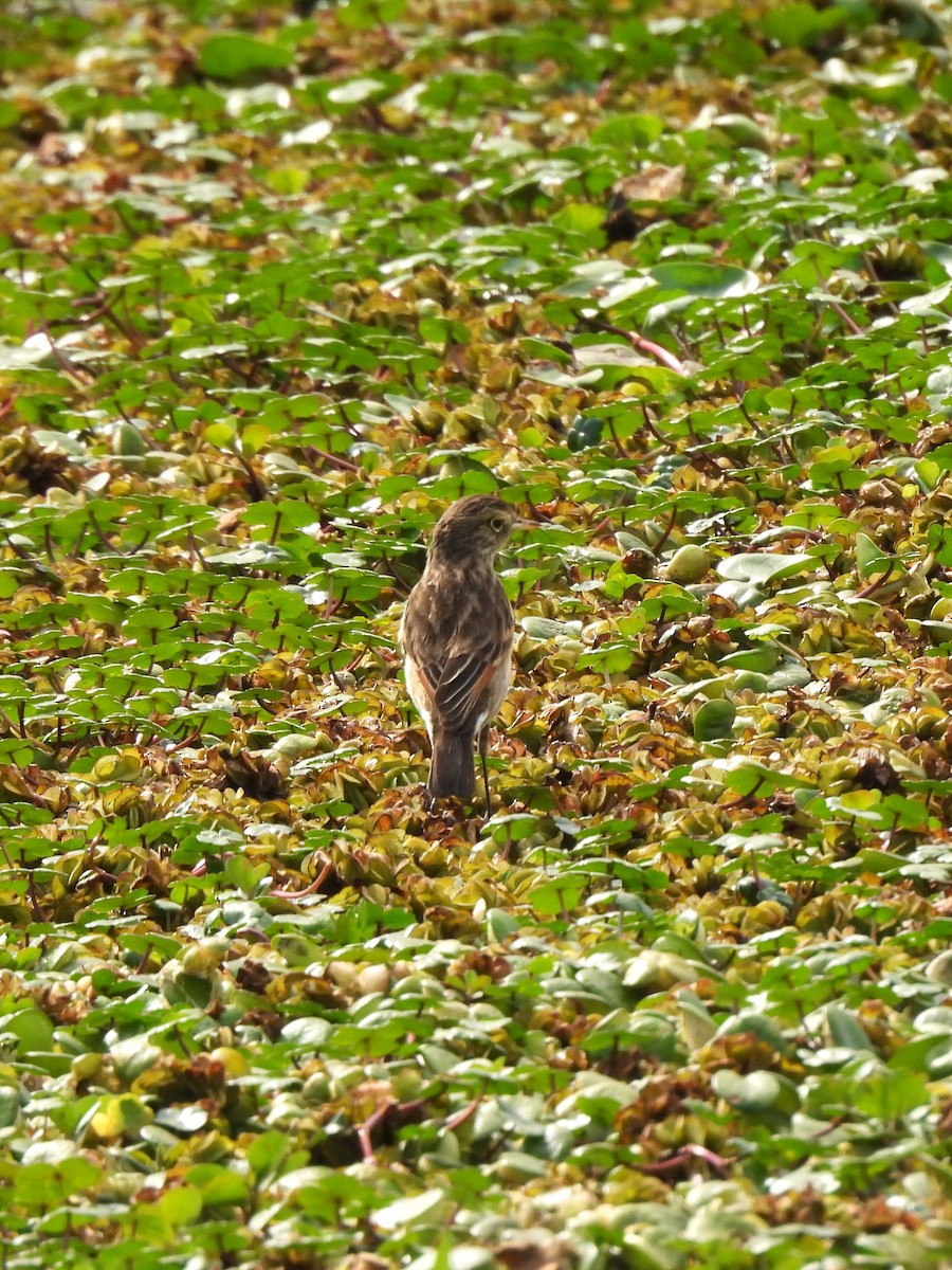 Spectacled Tyrant - ML623576608