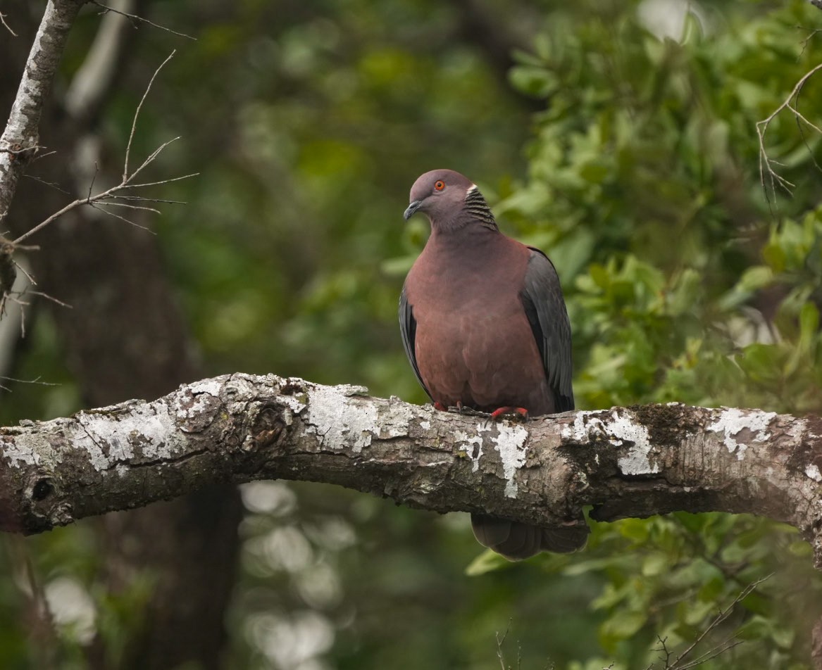 Paloma Araucana - ML623576702