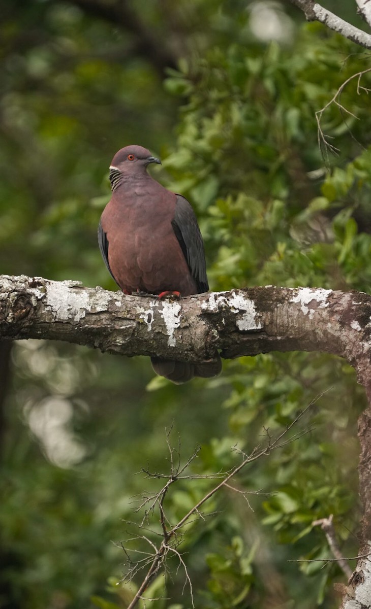 Chilean Pigeon - ML623576703