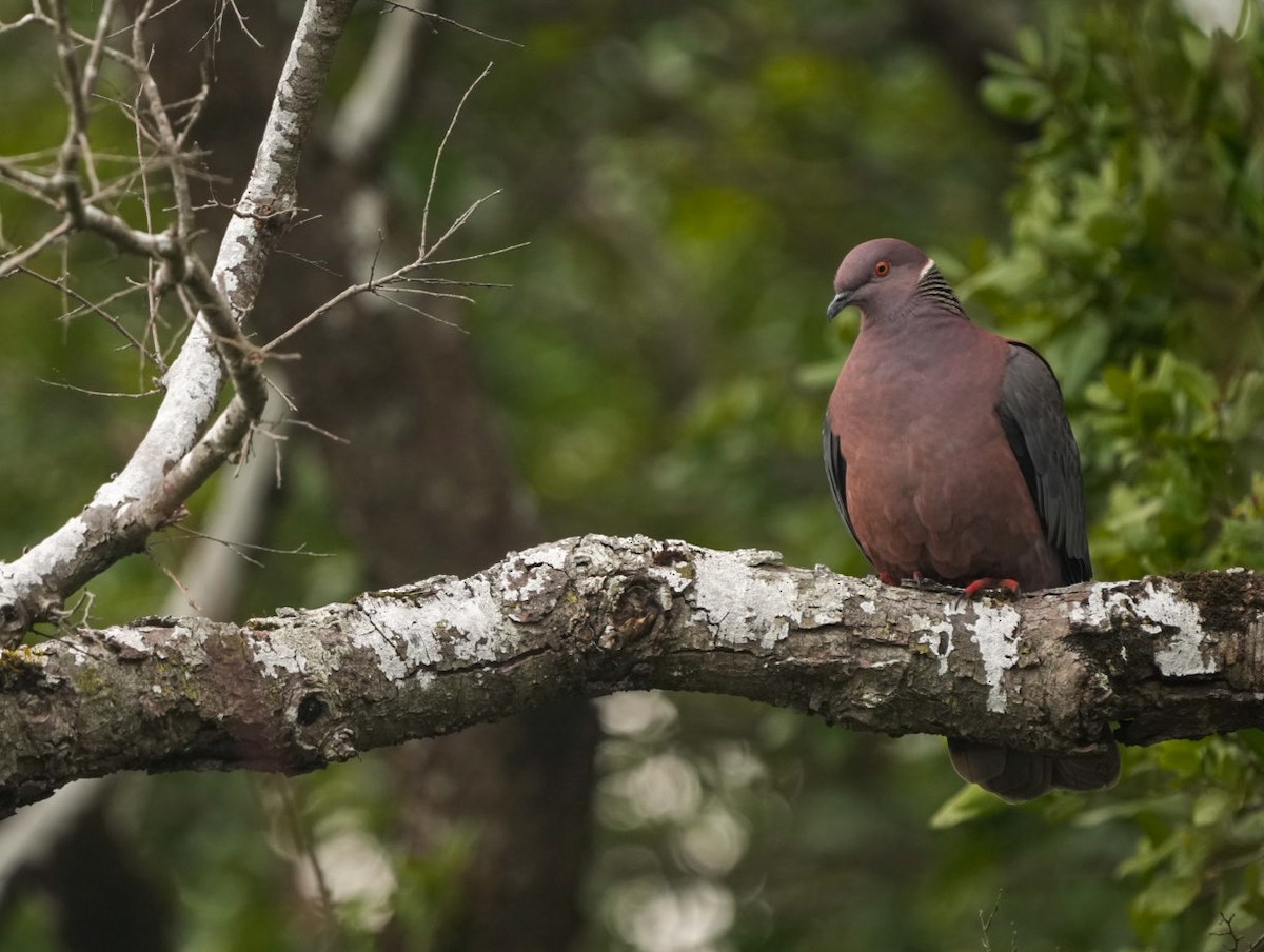 Paloma Araucana - ML623576704