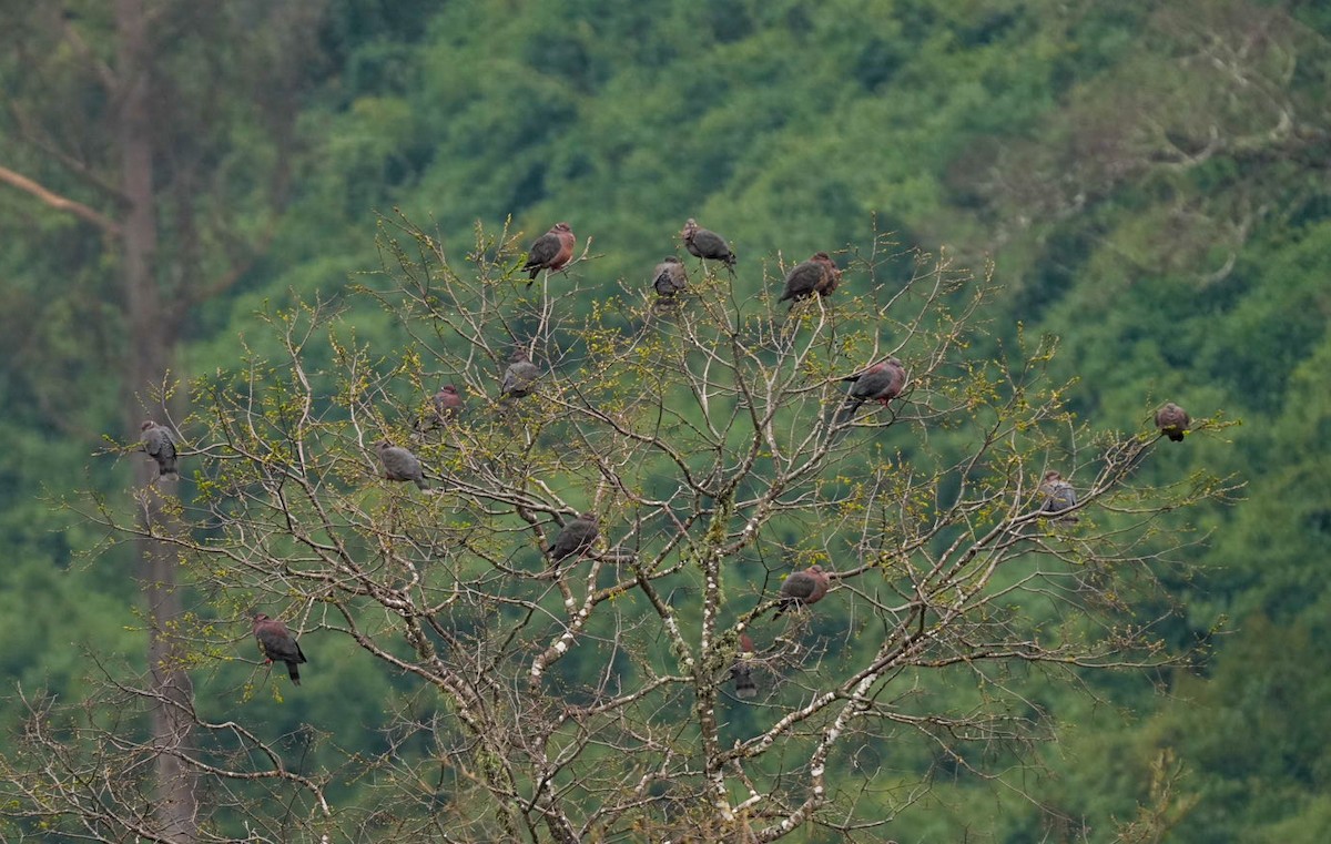 Chilean Pigeon - ML623576705