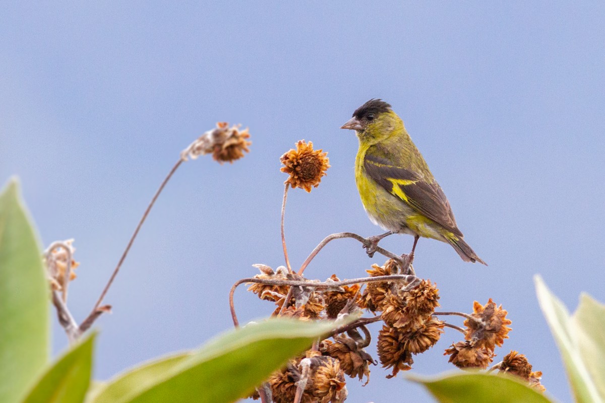 Andean Siskin - ML623576716